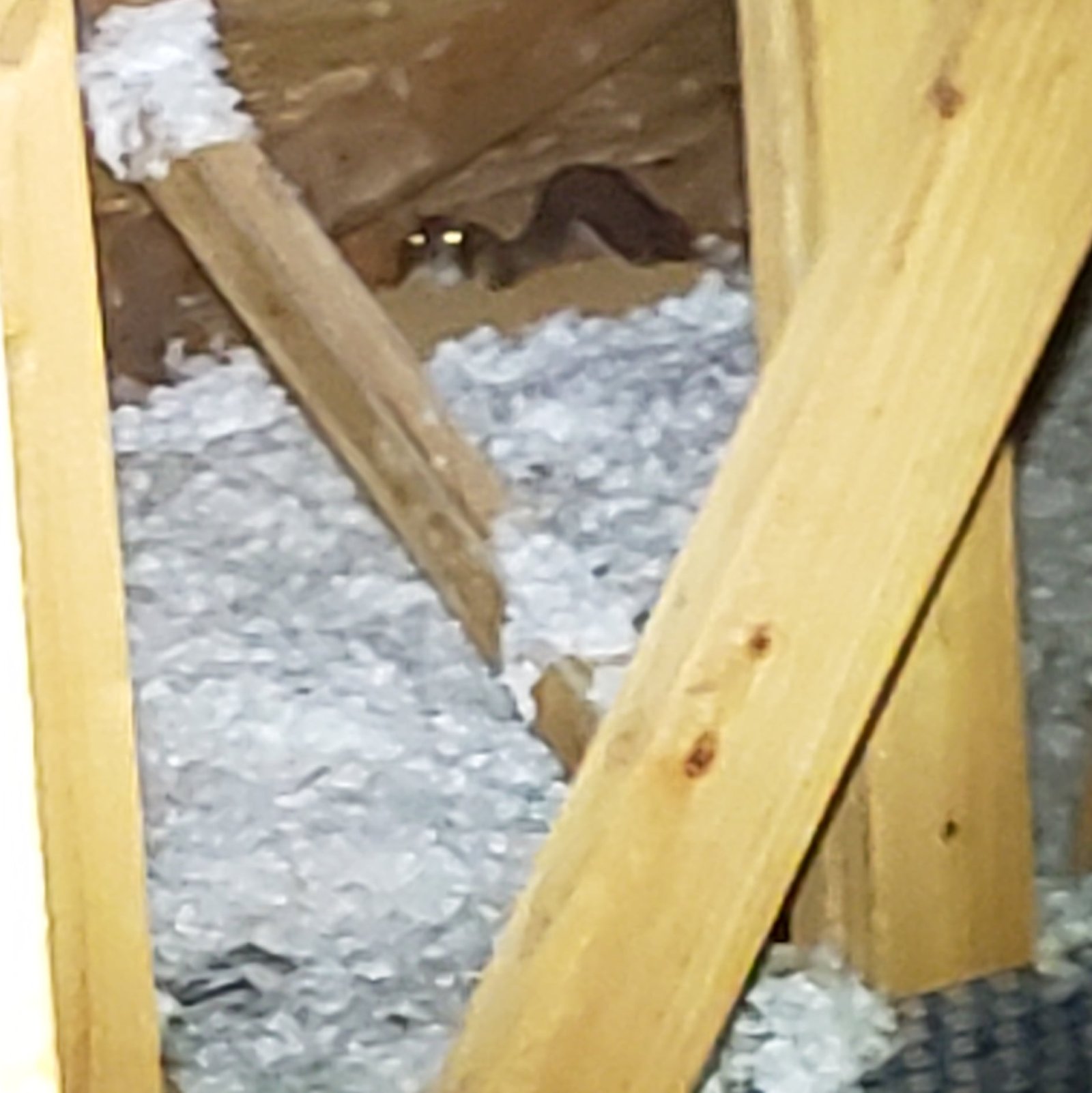 Animals in the Attic