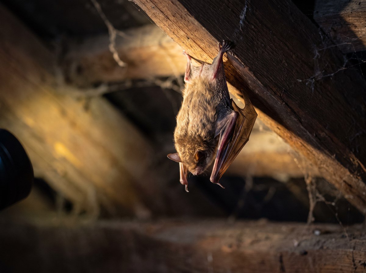 Bats